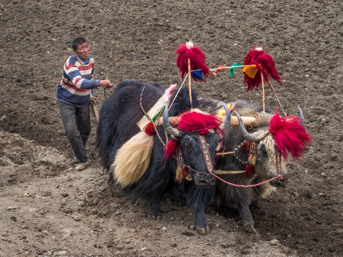 China: Yunnan y el Tíbet